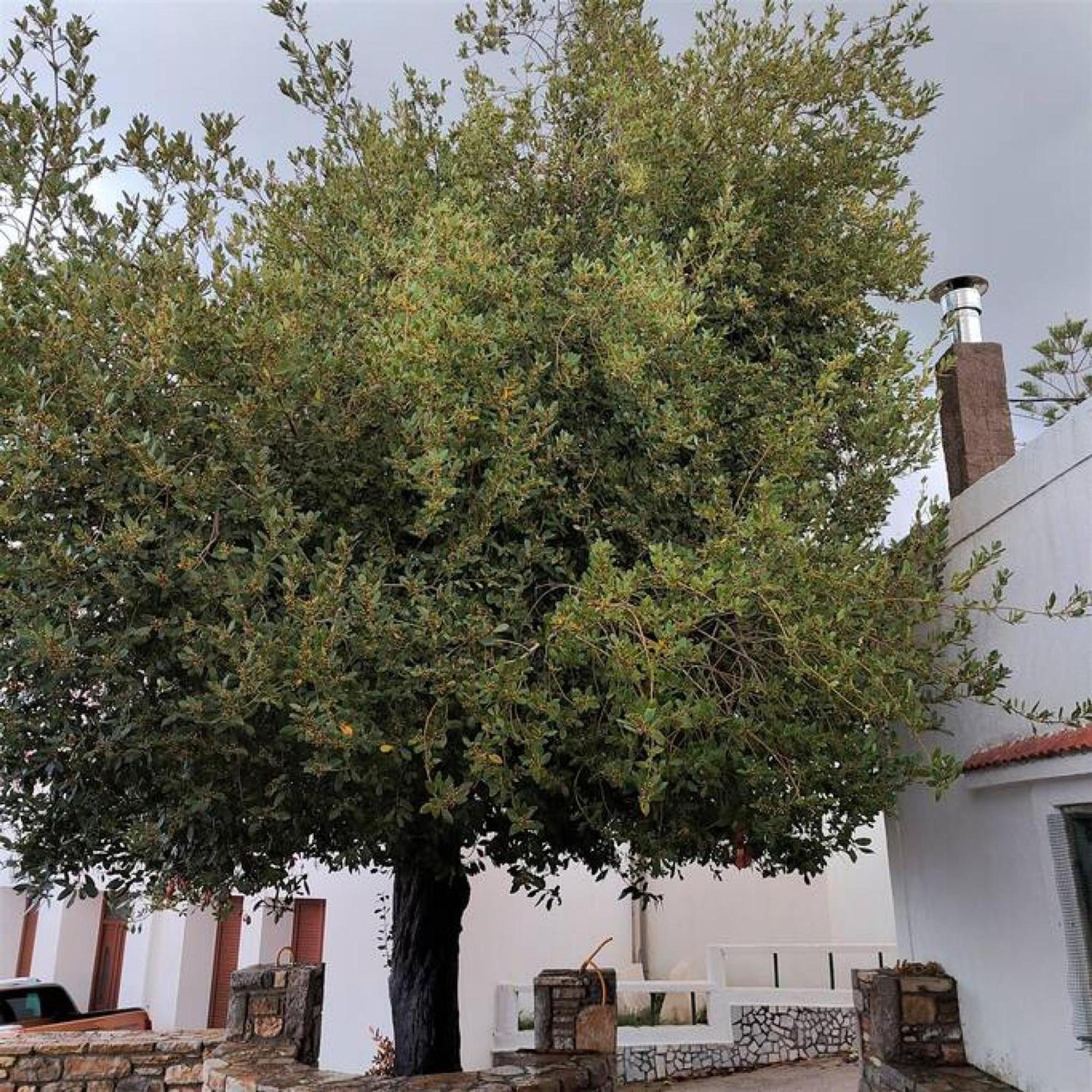 Laurel Lk Houses In Kritinia Rhodes Exterior foto